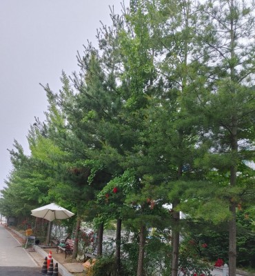 파주우체국  전정작업(2024.6.9…