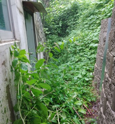 경기 안성 개인주택 매실전정 및 주변…